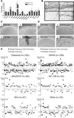 Time and age dependent regulation of neuroinflammation in a rat model of mesial temporal lobe epilepsy: Correlation with human data